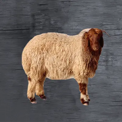 sheep