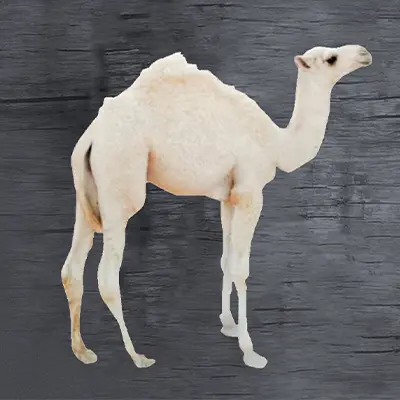 Camel