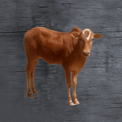 calf (baladi)