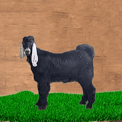 Small Albanian goat