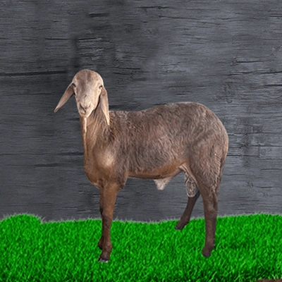 Sawakni breeding